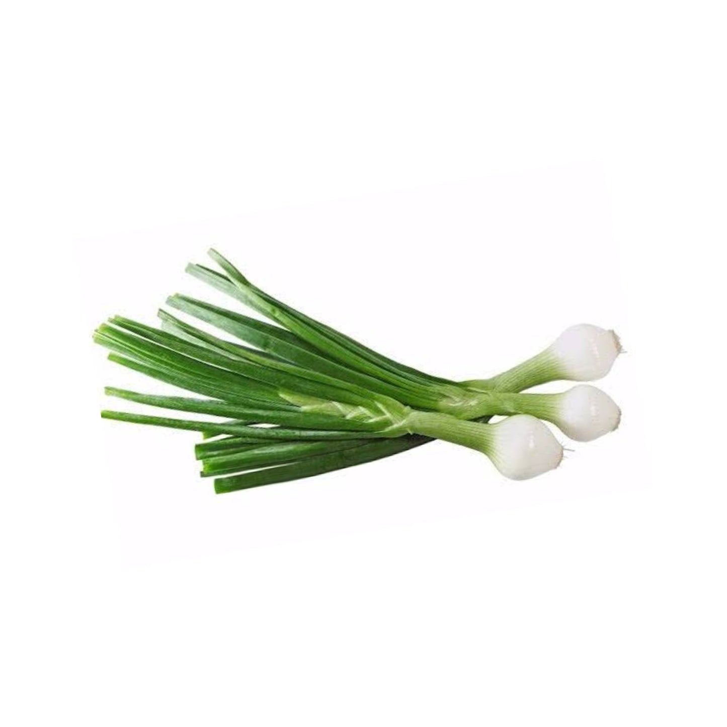 CEBOLLITAS DE CAMBRAY