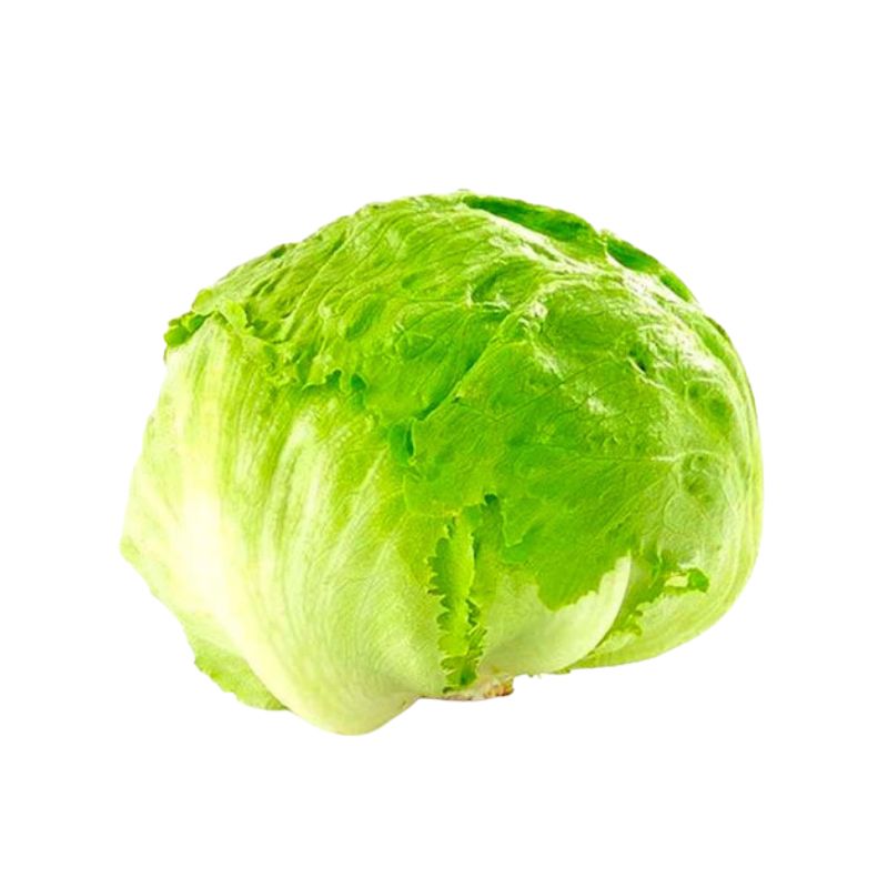 LECHUGA ROMANA