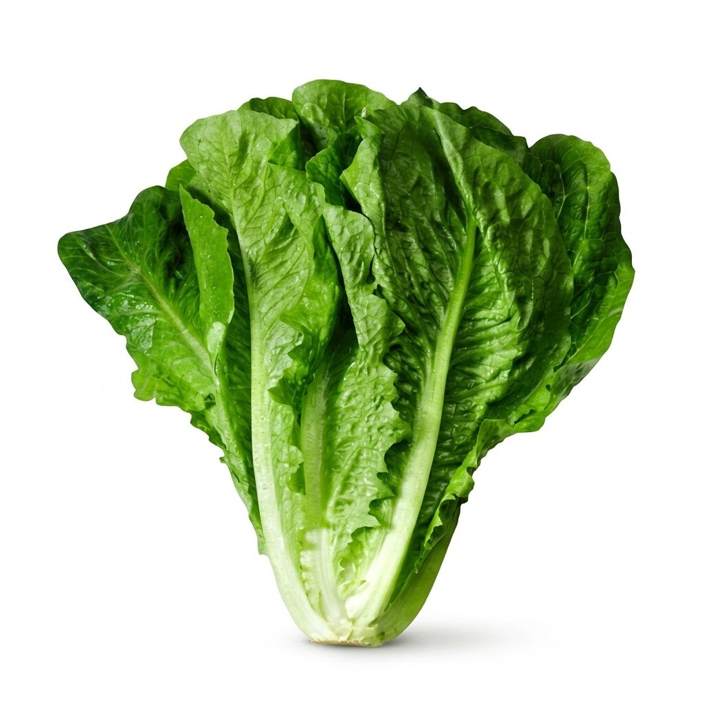 LECHUGA OREJONA