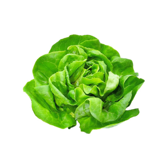 LECHUGA FRANCESA