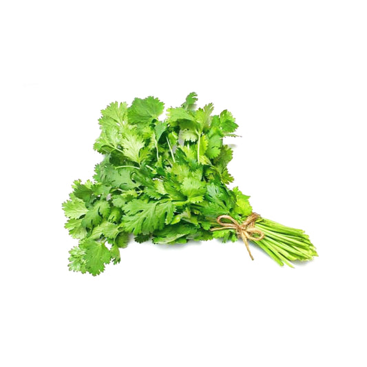 CILANTRO