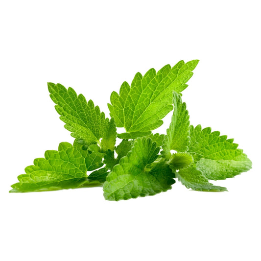 MENTA