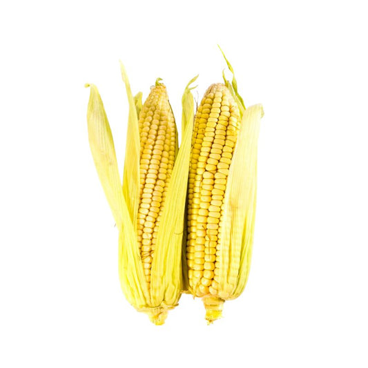 ELOTE