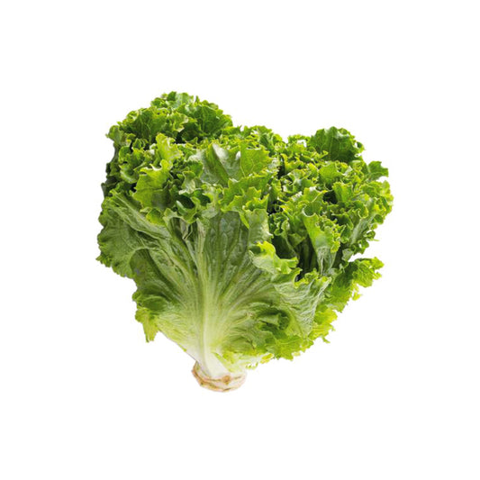 LECHUGA ITALIANA