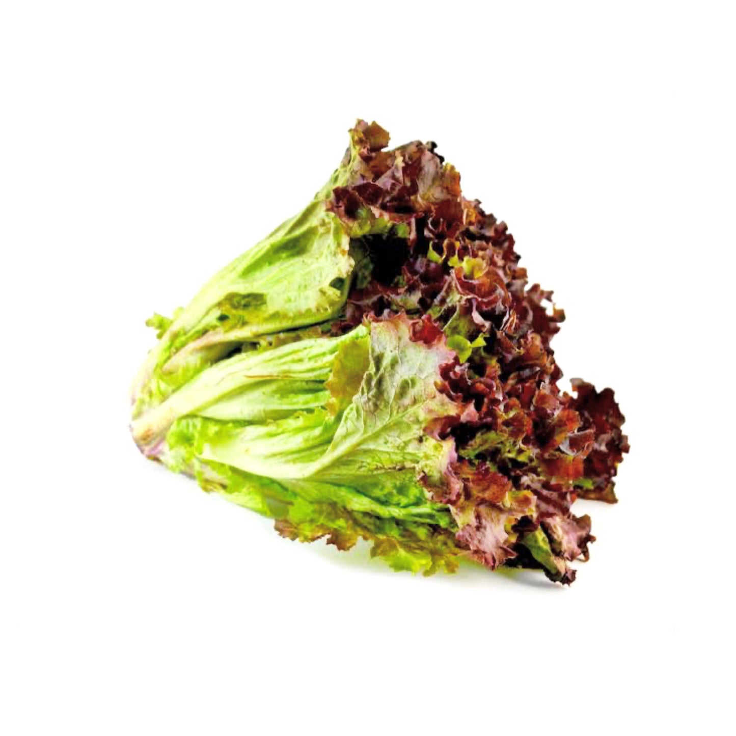 LECHUGA SANGRIA