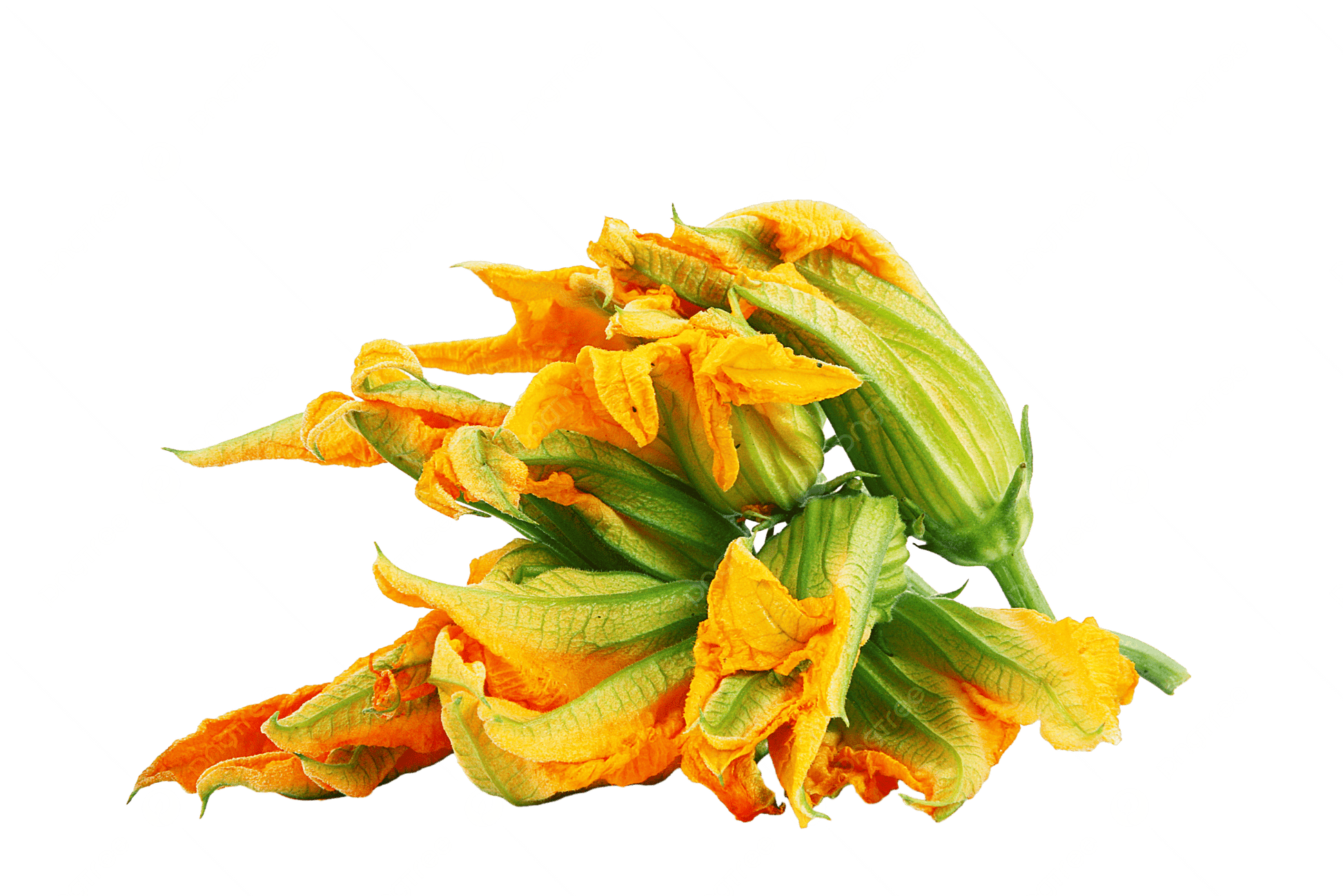 FLOR DE CALABAZA