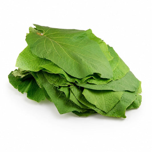 HOJA SANTA