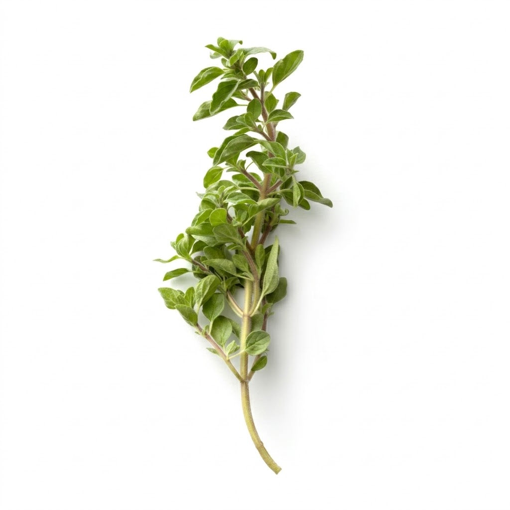 OREGANO FRESCO